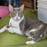 Lazerus is about 2 years old and adores his best buddy, Georgina.  He is very loving and playful! Even though he has limited use of one leg, he runs, jumps and gets around just fine. He'd like to be in your lap for some attention.