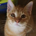 CHARLIE was born on June 26, 2011. Charlie is a sweet and easygoing guy. He has six siblings. All of these sweet, beautiful, playful kittens would love to join your family. Please come and meet them and all of our wonderful cats and kittens.