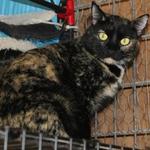 HALF-PINT: She was rescued as a little kitten. is so sweet and will let you rub her and pet her but is still hesitant, so she will need a new family that will work with her