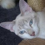 JEN: She is a Siamese mix born February 22, 2011. Each one is beautiful and sweet and would be a wonderful addition to a loving home. Jen has bonded with Half Pint, and they are often seen together, cuddling.
