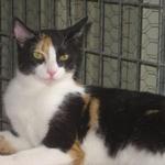 KIWI: Born August 17, 2011. Kiwi has truly grown into a beautiful calico who is becoming more happy with human contact every day.