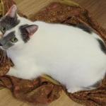 LITTLE BIT : Born in September of 2009, this boy is polite, sweet, and lots of fun. Little Bit interacts well with his Cat Castle-mates and also enjoys visiting with people. We think you will love Little Bit and have as much fun with him as we do. He will be great company for you.