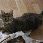 MOLLY:  Isn't she beautiful? She is just as playful and loving as her siblings, born in June of 2011. You can see her deep tones of gray make her a beauty, and her sweetness makes her a great family pet.