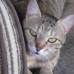 NELLIE: is a sweet, young lady, born in April, 2008. Her tabby coloring of beautiful shades of brown sets off her pretty green eyes. She is a quiet yet playful girl who will win your heart and bring much joy to your home. Please let her be a part of your family. She will repay you with much love.