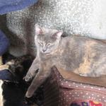 OPAL: This sweetheart was born in October of 2009. She is becoming comfortable with people. She just needs quiet, patient, and ongoing interaction with a loving person or family to make that perfect match. Opal has beautiful peach-like coloring waving through her deep lovely g