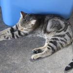 OZZIE: He is a gorgeous and quiet guy who was born in October of 2009. He gets along well with his cat friends at CPR. He is becoming more at ease with human touch but is not quite there yet. So far, he accepts rubs while eating. He needs one more magic ingredient: you & patience.