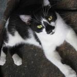 Parker is a beautiful boy who was born in September 2009. He is friendly and gets along with other cats well. He was a rescue from a volunteer's yard as a kitten and has matured to become comfortable with human friends, too. He enjoys playing. 