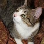 PEDRO:  Here is our handsome and playful Pedro, a short-haired tabby with beautiful white markings. He is one of our October 2010 babies and is ready to fit right in with your family. He is super friendly and loving.
