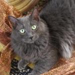 SMOKEY: This handsome boy has recently joined our Cat Castle because other cats in his house did not fall in love with him as we know you will ! So, he is used to being in a home. He is sweet and loving and loves to be stroked. His birthday is May 2010. He has already won our hearts. His deep gray/