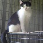SOPHIE: Born in March of 2010, she has short hair and loves to be rubbed. She is a bit shy at first but warms up to people as soon as she sees they care and want to be friends. She is actually more petite than she appears in this photo. She is looking for that special person to bring her home.