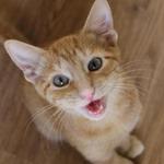 Born August 17, 2011. Tangerine is a darling orange tabby and a cuddly, sweet boy always looking for loving touches and company.