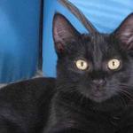 Black Beauty. Her birthday is August of 2010. We just call her Beauty - a name that reflects her shining black fur and spirited and fun attitude. She is developing good play skills and manners and is such fun to be around. Come play with her and discover her for yourself at Cinderella.