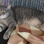 Hope : Here is our Hope ! Her sweet nature is matched in beauty by her lovely gray coloring. She was born in December of 2009. She will be a wonderful addition to your life. As you offer her your love and fun times, she will add many loving moments to your home and hearts.