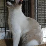 KIM: A Siamese mix born February 22, 2011. She is beautiful and sweet and would be a wonderful addition to a loving home. Kim is very attached to her caregivers at Cinderella & is ready to share her love in her forever home.