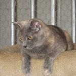 OPAL: This sweetheart was born in October of 2009. She is becoming comfortable with people. She just needs quiet, patient, and ongoing interaction with a loving person or family to make that perfect match. Opal has beautiful peach-like coloring waving through her deep lovely g